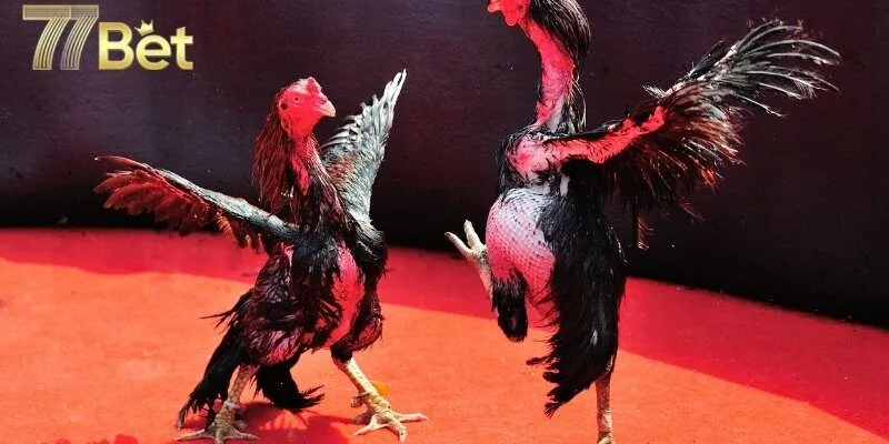 Đá gà 77bet và những lợi thế tuyệt vời