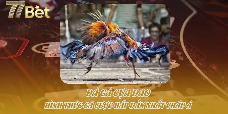 Đá Gà Cựa Dao - Hình Thức Cá Cược Hấp Dẫn Nhất Châu Á