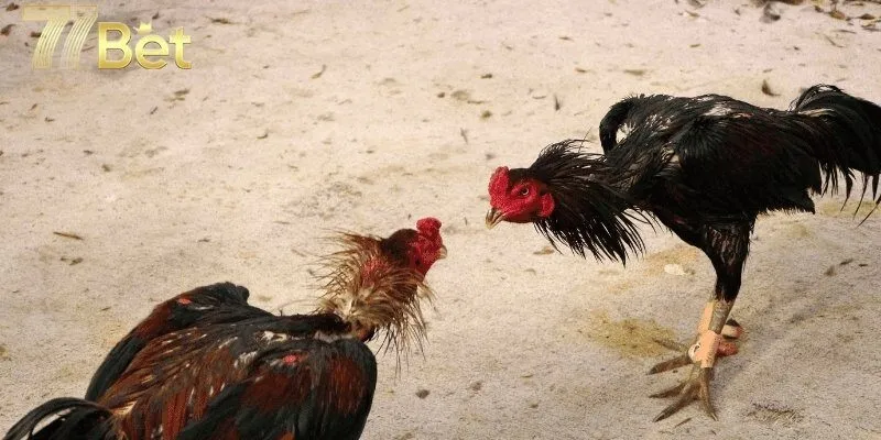 Đá gà cựa dao: Lịch sử, nguồn gốc ra đời