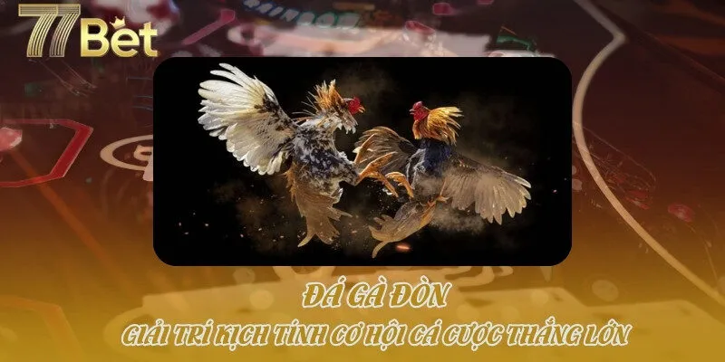 Đá Gà Đòn - Giải Trí Kịch Tính Cơ Hội Cá Cược Thắng Lớn