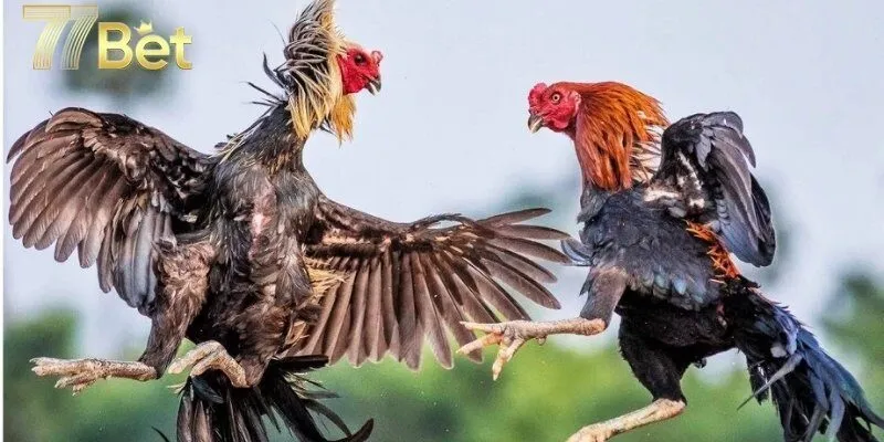 Hướng dẫn tham gia cá cược đá gà cựa dao tại 77bet