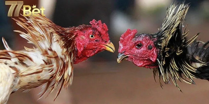 Mẹo cá cược đá gà đòn dự đoán kết quả chuẩn xác nhất