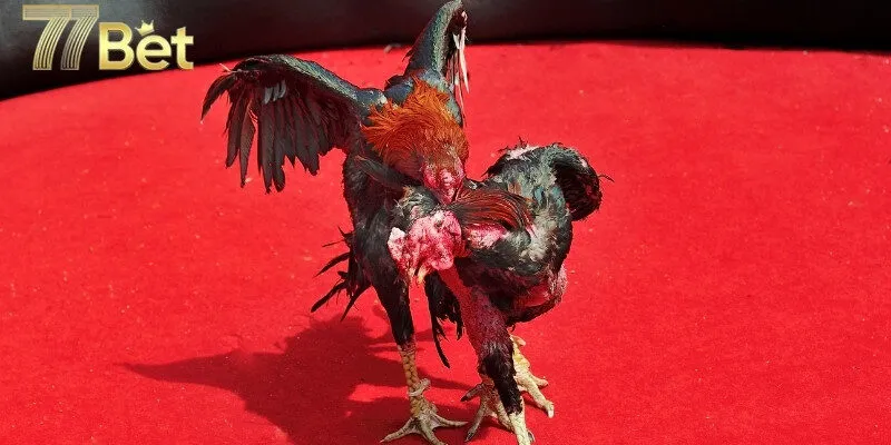 Hướng dẫn cách chơi đá gà 77bet chi tiết và nhanh chóng