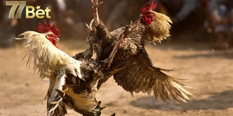 Đặc điểm nổi bật của các trận đấu gà cựa dao