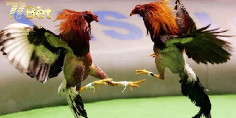 Ưu điểm khi cá cược đá gà tại nhà cái 77bet