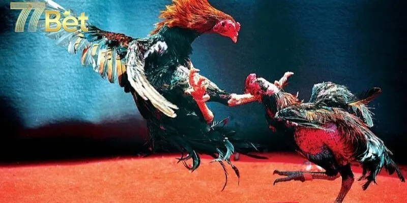 Tổng hợp kèo đá gà đòn phổ biến nhất