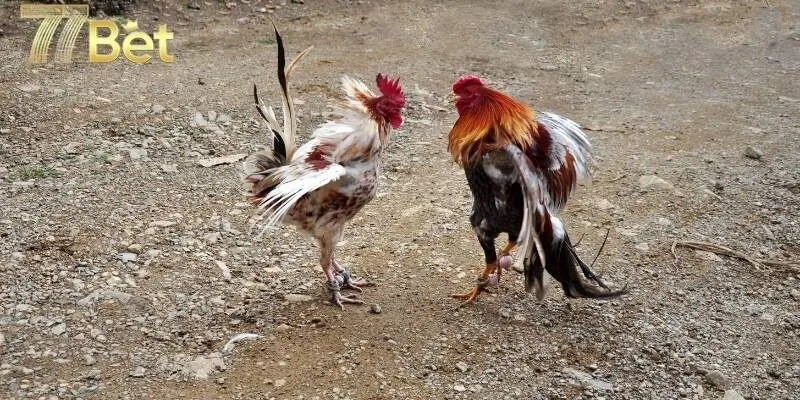 Nhiều trận đấu kịch tính