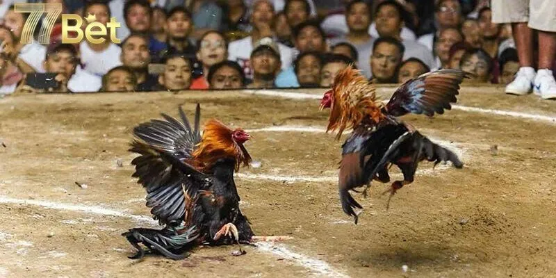 Đôi nét về hình thức đá gà đòn hấp dẫn và thu hút 