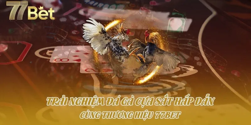 Trải Nghiệm Đá Gà Cựa Sắt Hấp Dẫn Cùng Thương Hiệu 77bet
