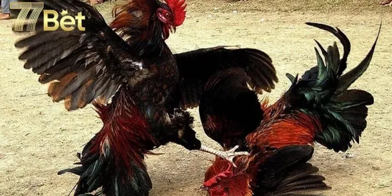 Vì sao đá gà cựa sắt trở nên cuốn hút?